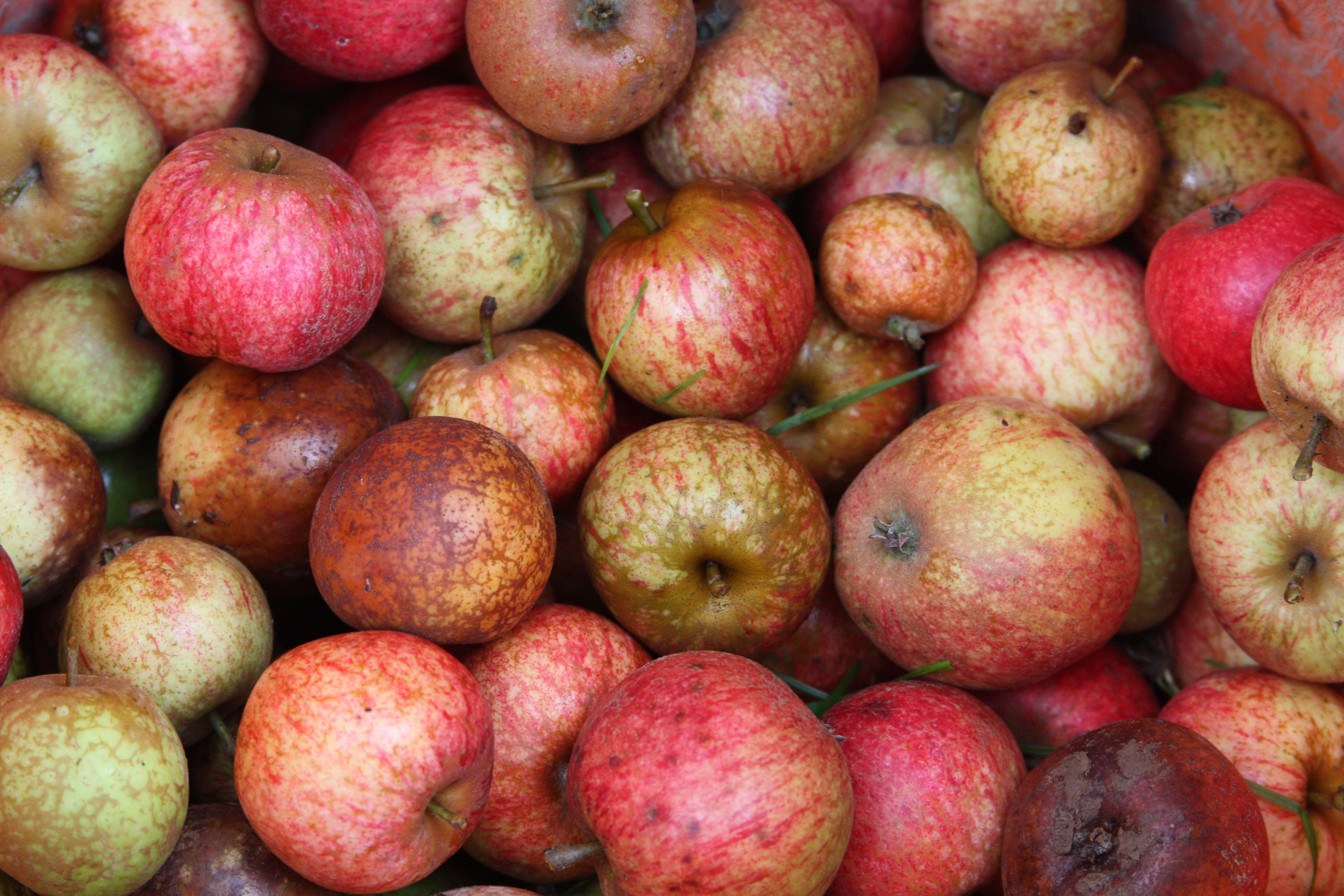 le cidre et la pomme